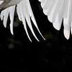 IMG_7823 Envol de la grande aigrette